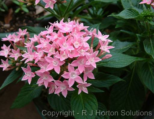 Pentas Pink 